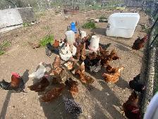 brown chickens layers for sale