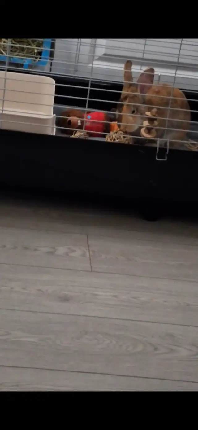 Selling my 47 inch bunny cage. - Photo 4
