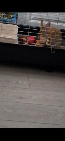 Selling my 47 inch bunny cage. - Photo 4