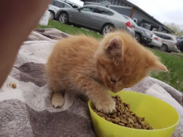 Kittens orange tabby