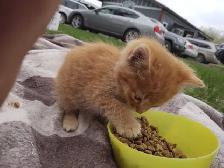 Kittens orange tabby