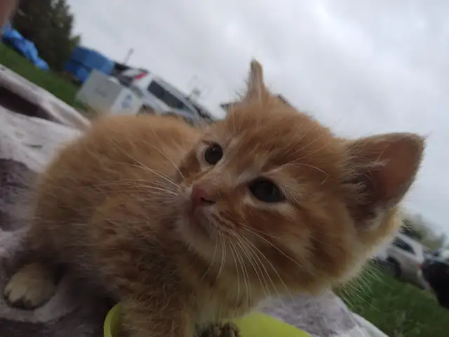Kittens orange tabby - Photo 2