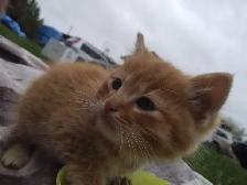 Kittens orange tabby - Photo 2