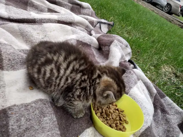 Kittens orange tabby - Photo 3