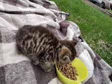 Kittens orange tabby - Photo 3
