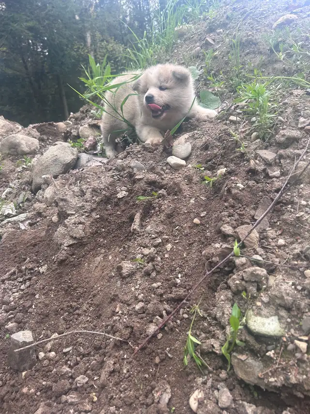 akita inut