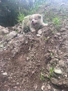akita inut