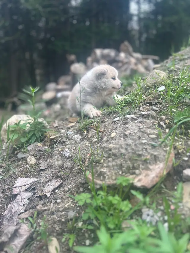 akita inut - Photo 4