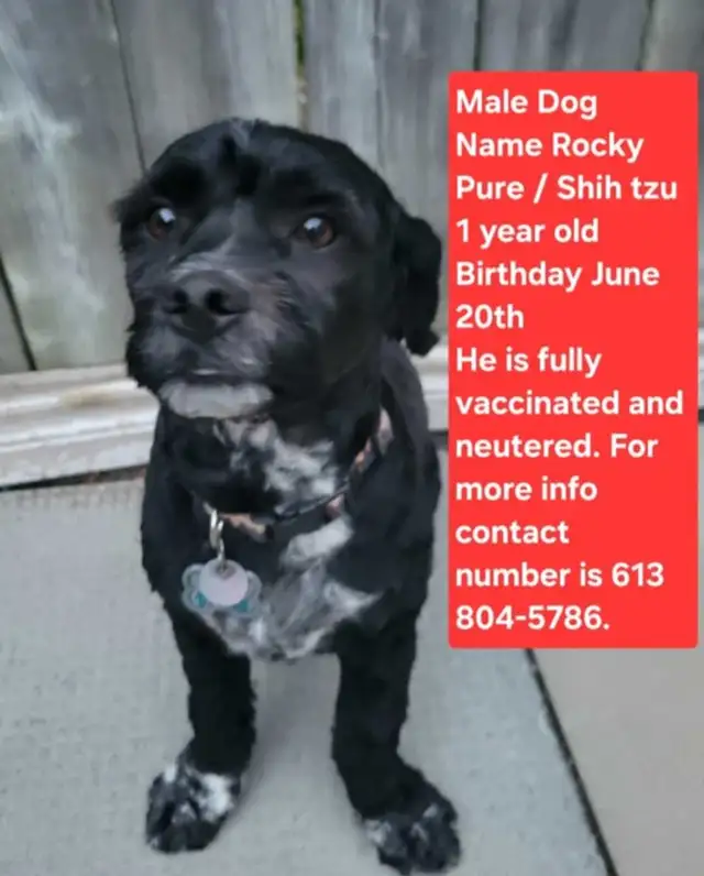Relocate dog