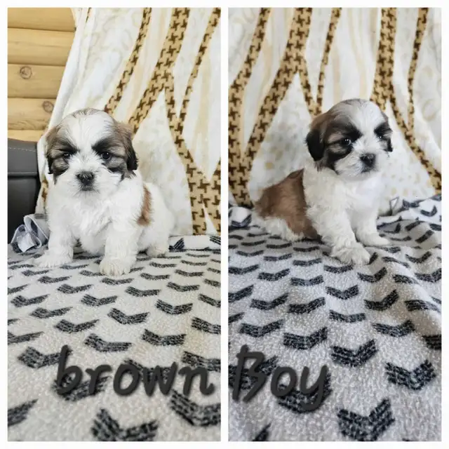 Shih Tzu Puppies