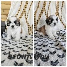 Shih Tzu Puppies