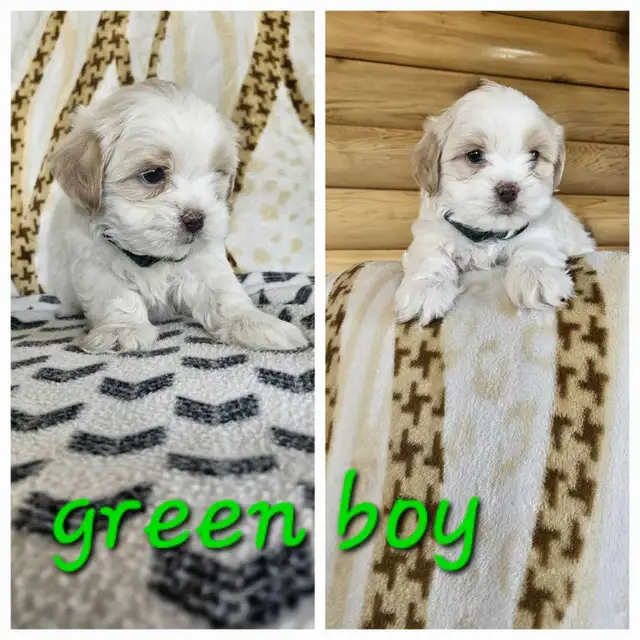 Shih Tzu Puppies - Photo 2