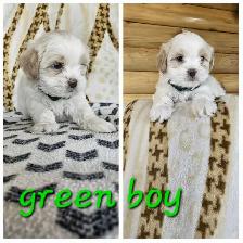 Shih Tzu Puppies - Photo 2