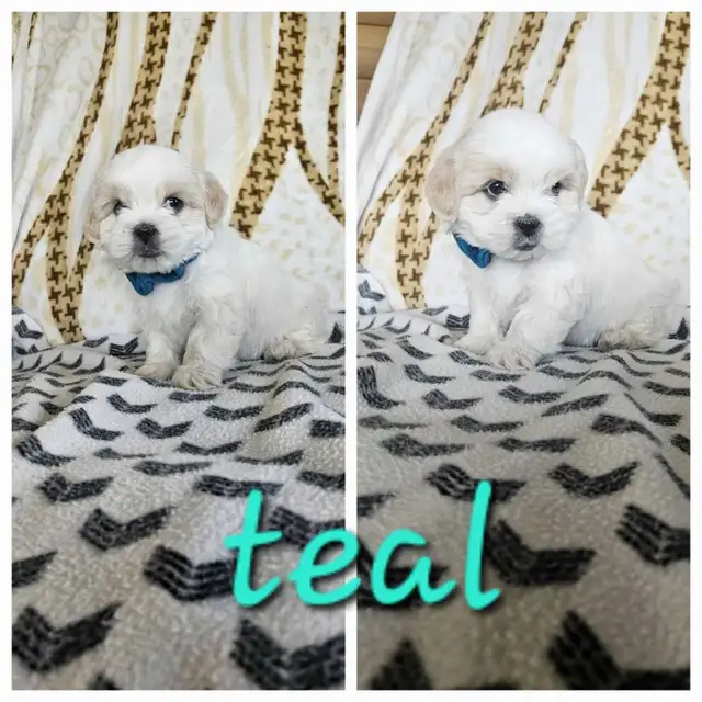 Shih Tzu Puppies - Photo 3
