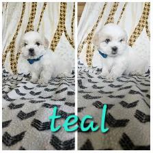 Shih Tzu Puppies - Photo 3