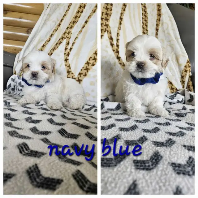 Shih Tzu Puppies - Photo 4