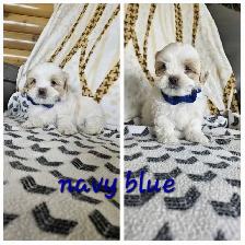 Shih Tzu Puppies - Photo 4