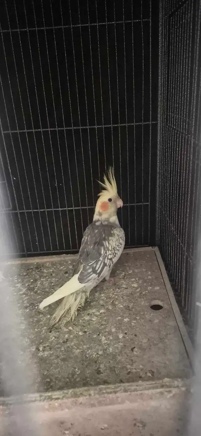 BABY  COCKATIELS