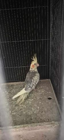 BABY  COCKATIELS