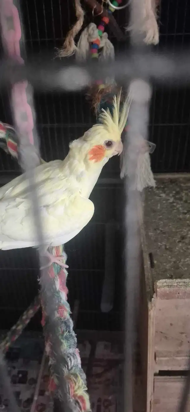 BABY  COCKATIELS - Photo 2