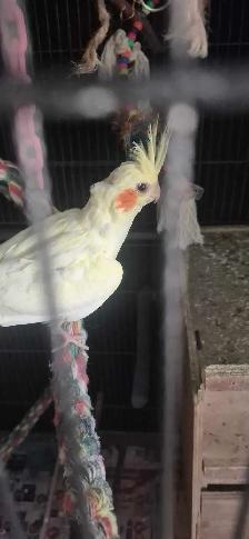 BABY  COCKATIELS - Photo 2