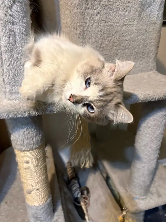 munchkin kitten male
