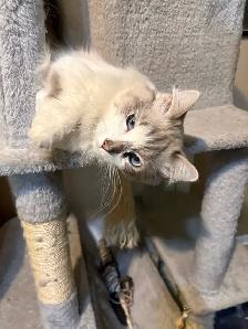 munchkin kitten male