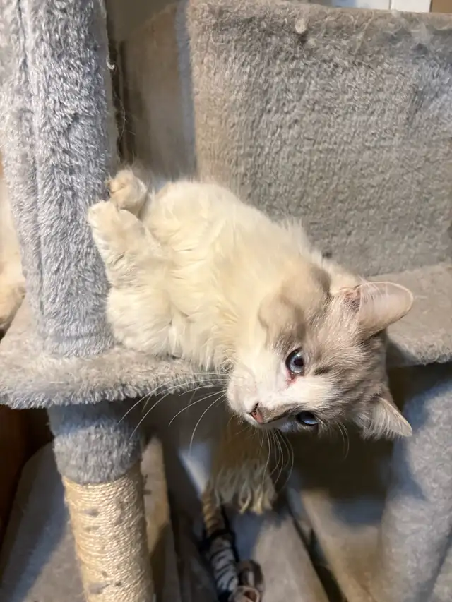 munchkin kitten male - Photo 2