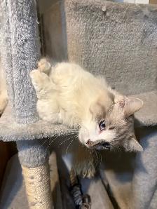 munchkin kitten male - Photo 2