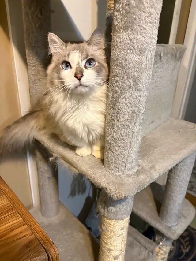 munchkin kitten male - Photo 3