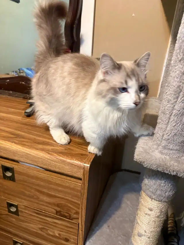 munchkin kitten male - Photo 4