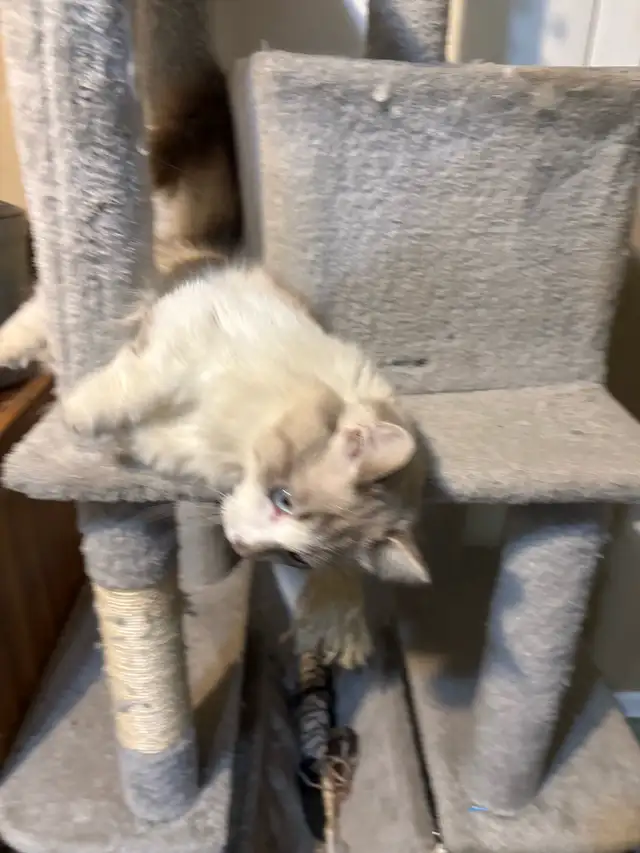 munchkin kitten male - Photo 5