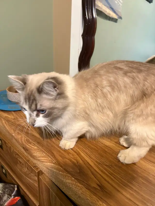 munchkin kitten male - Photo 6