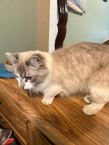 munchkin kitten male - Photo 6