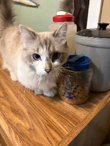 munchkin kitten male - Photo 7