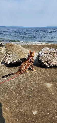 Bengal Kittens (Rosettes on Gold)TICA registration