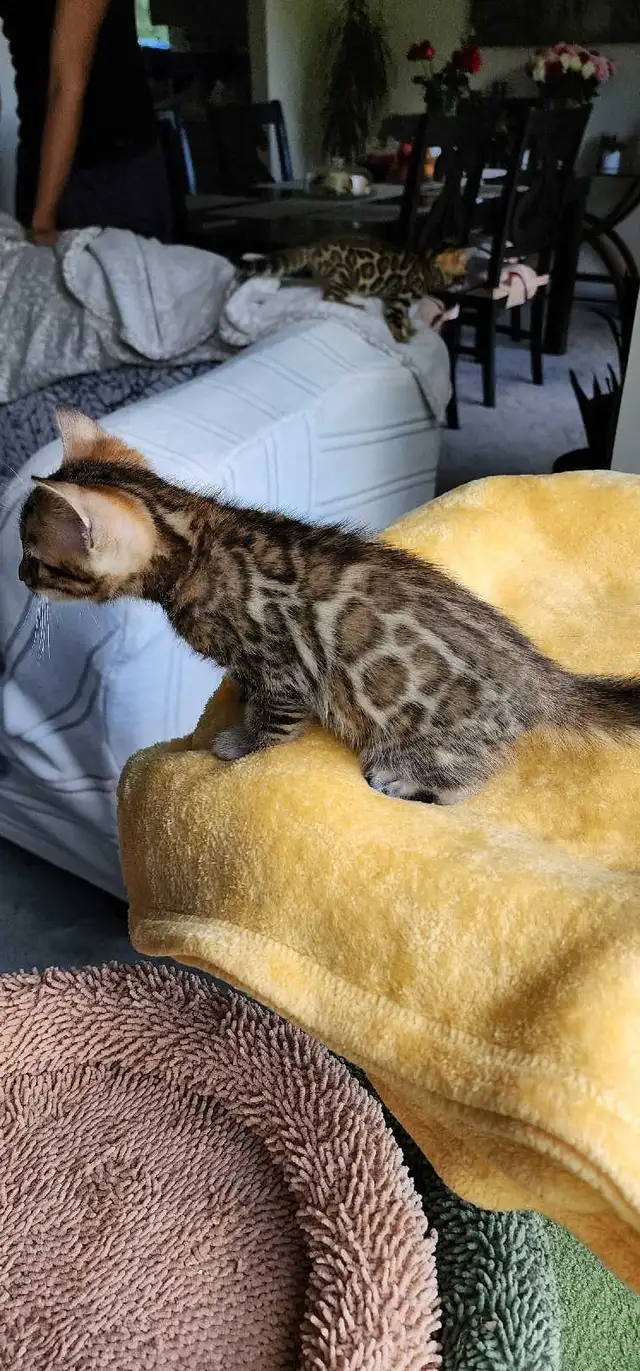 Bengal Kittens (Rosettes on Gold)TICA registration - Photo 5