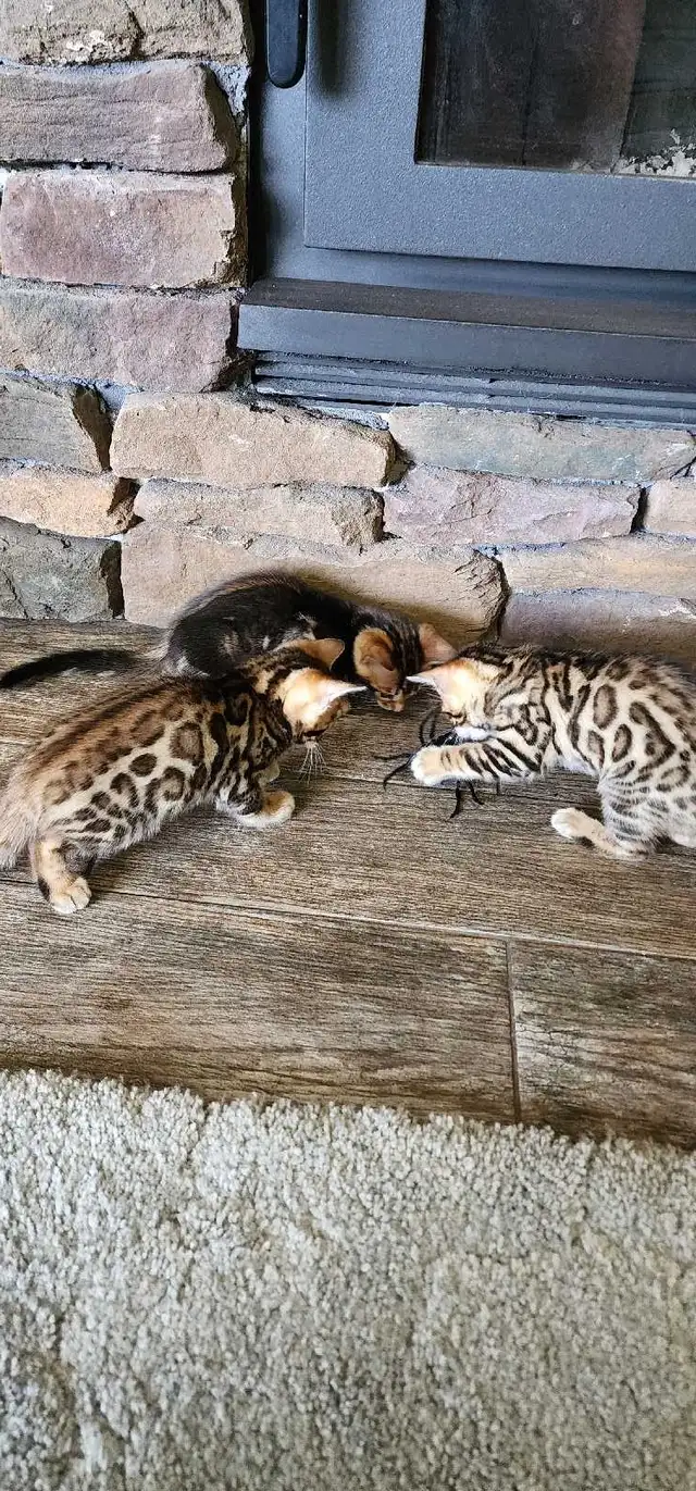 Bengal Kittens (Rosettes on Gold)TICA registration - Photo 6