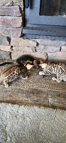 Bengal Kittens (Rosettes on Gold)TICA registration - Photo 6