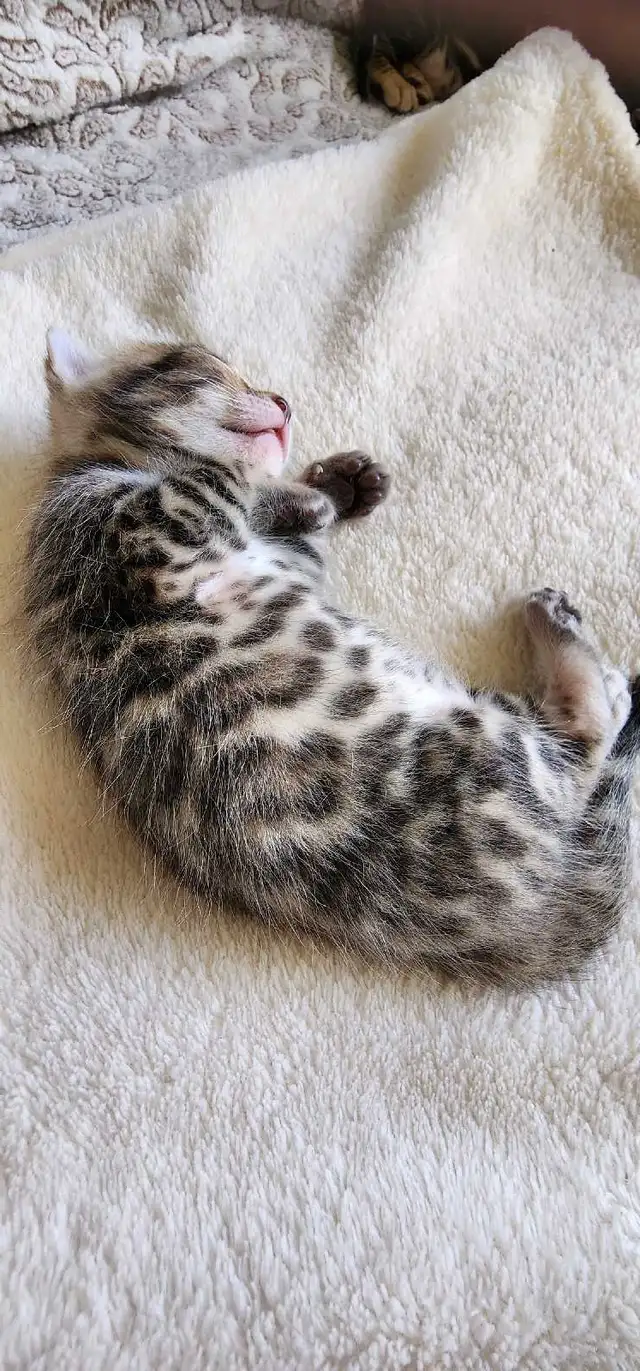 Bengal Kittens (Rosettes on Gold)TICA registration - Photo 7