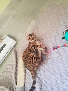 Bengal Kittens (Rosettes on Gold)TICA registration - Photo 9