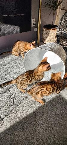 Bengal Kittens (Rosettes on Gold)TICA registration - Photo 10