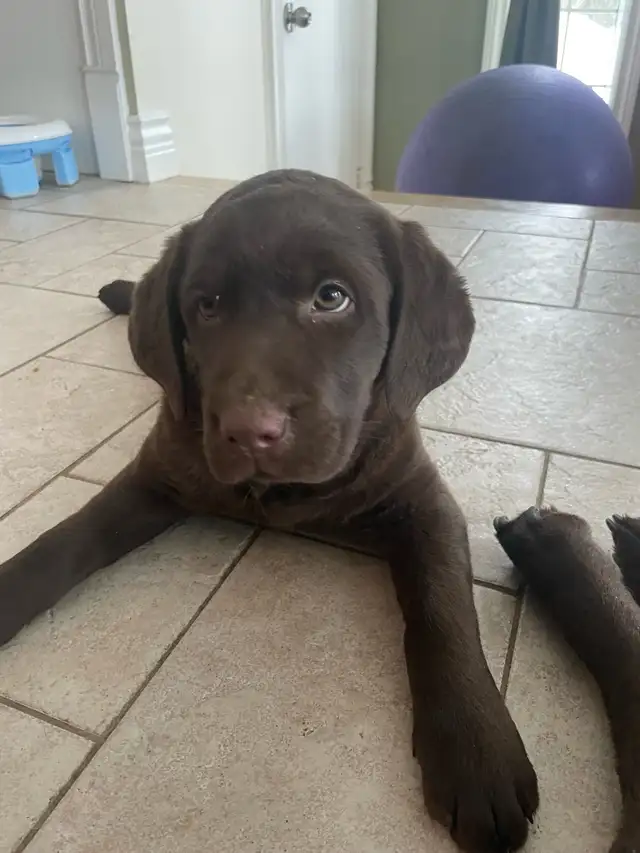 Female Labrador brun chiot femelle