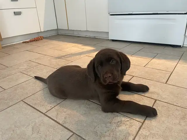 Female Labrador brun chiot femelle - Photo 2