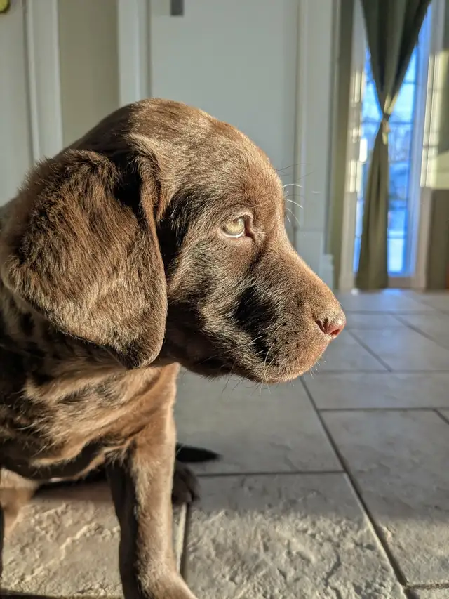 Female Labrador brun chiot femelle - Photo 4