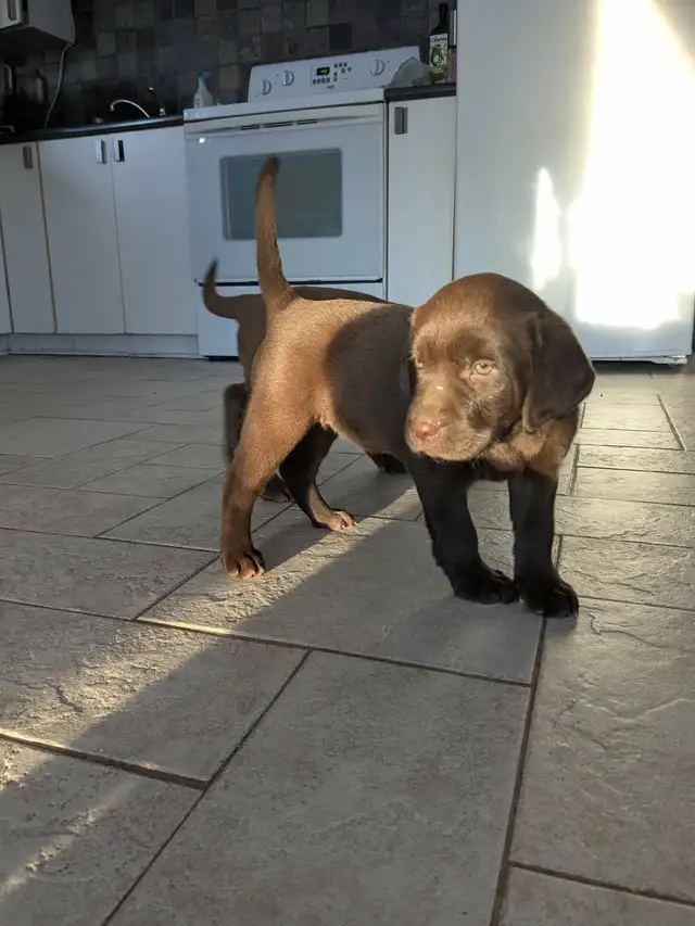 Female Labrador brun chiot femelle - Photo 5