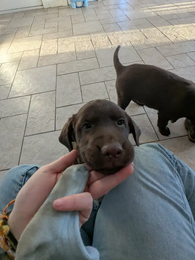 Female Labrador brun chiot femelle - Photo 6