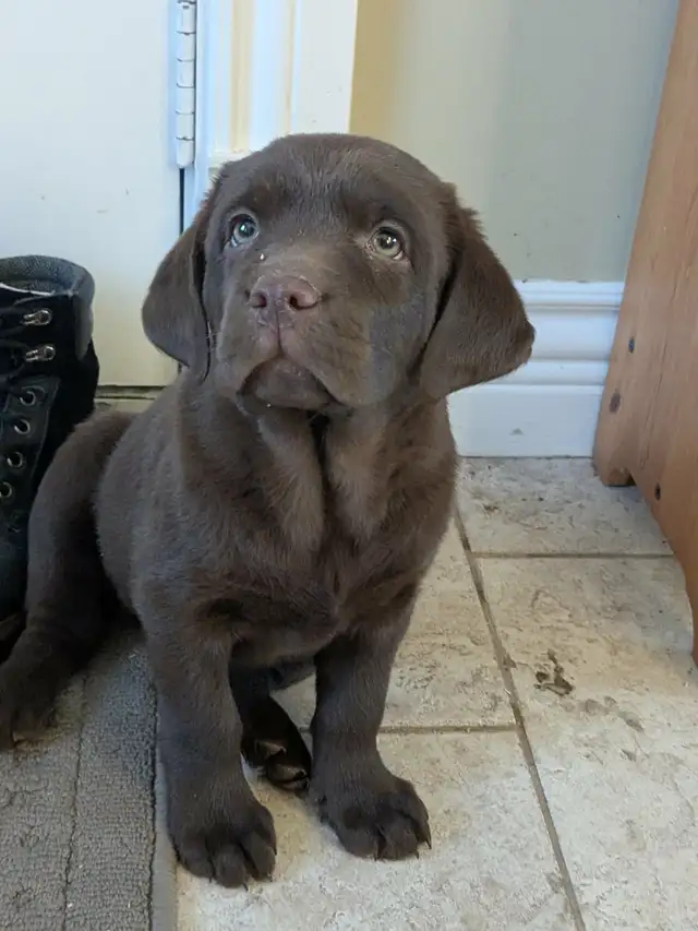 Female Labrador brun chiot femelle - Photo 7