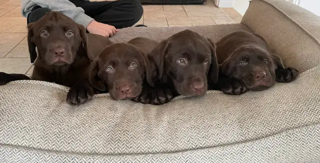 Female Labrador brun chiot femelle - Photo 8