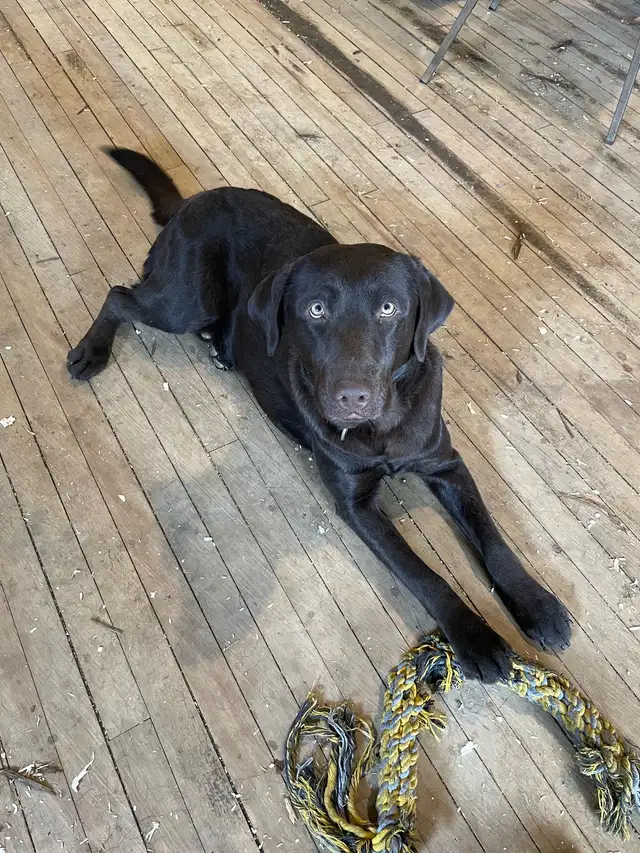 Female Labrador brun chiot femelle - Photo 10
